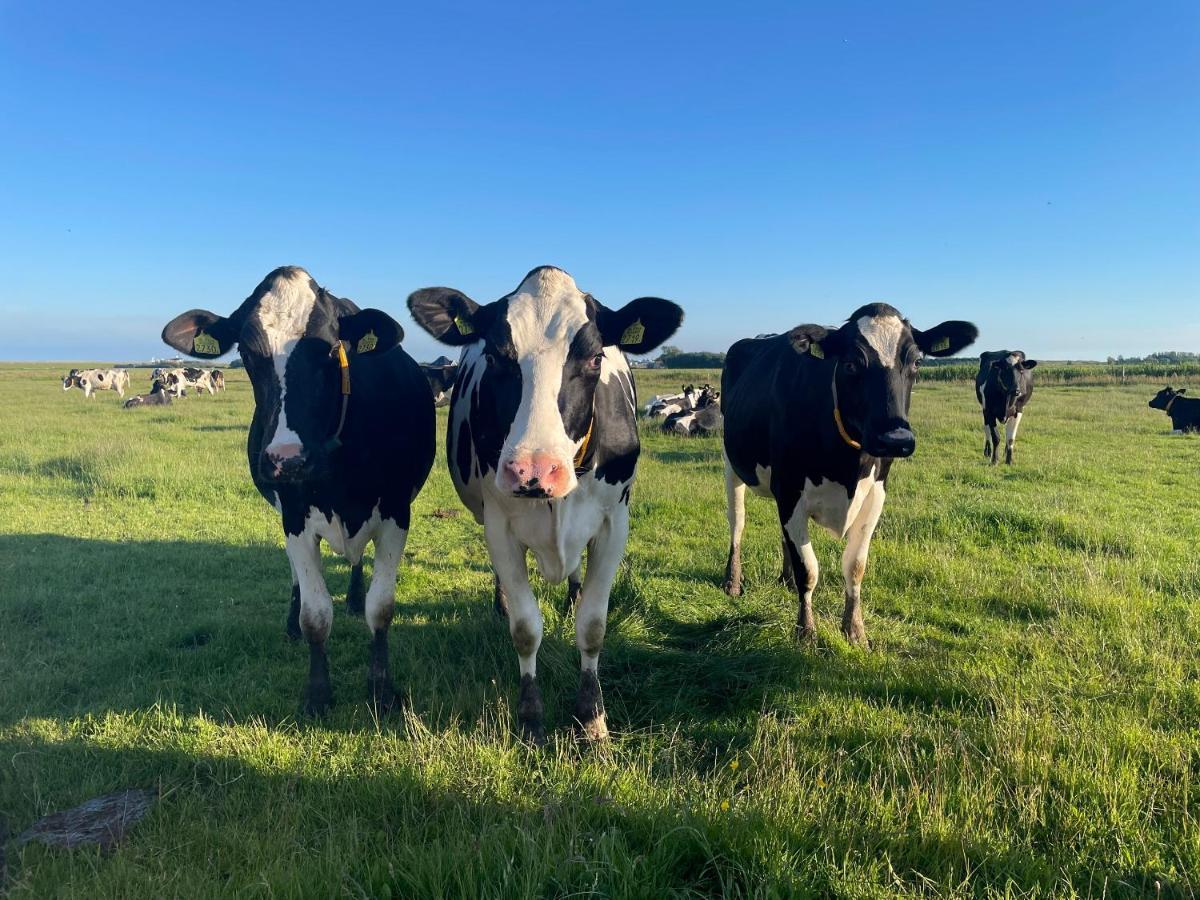 Johanneshoeve - De Mooiste Plek Op Texel Den Hoorn  Eksteriør bilde